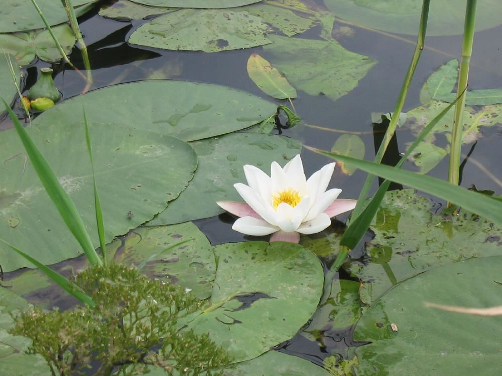 Plantenfiche-Nymphaea-alba