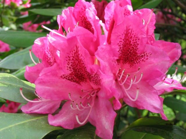 Plantenfiche-Rhododendron-ponticum