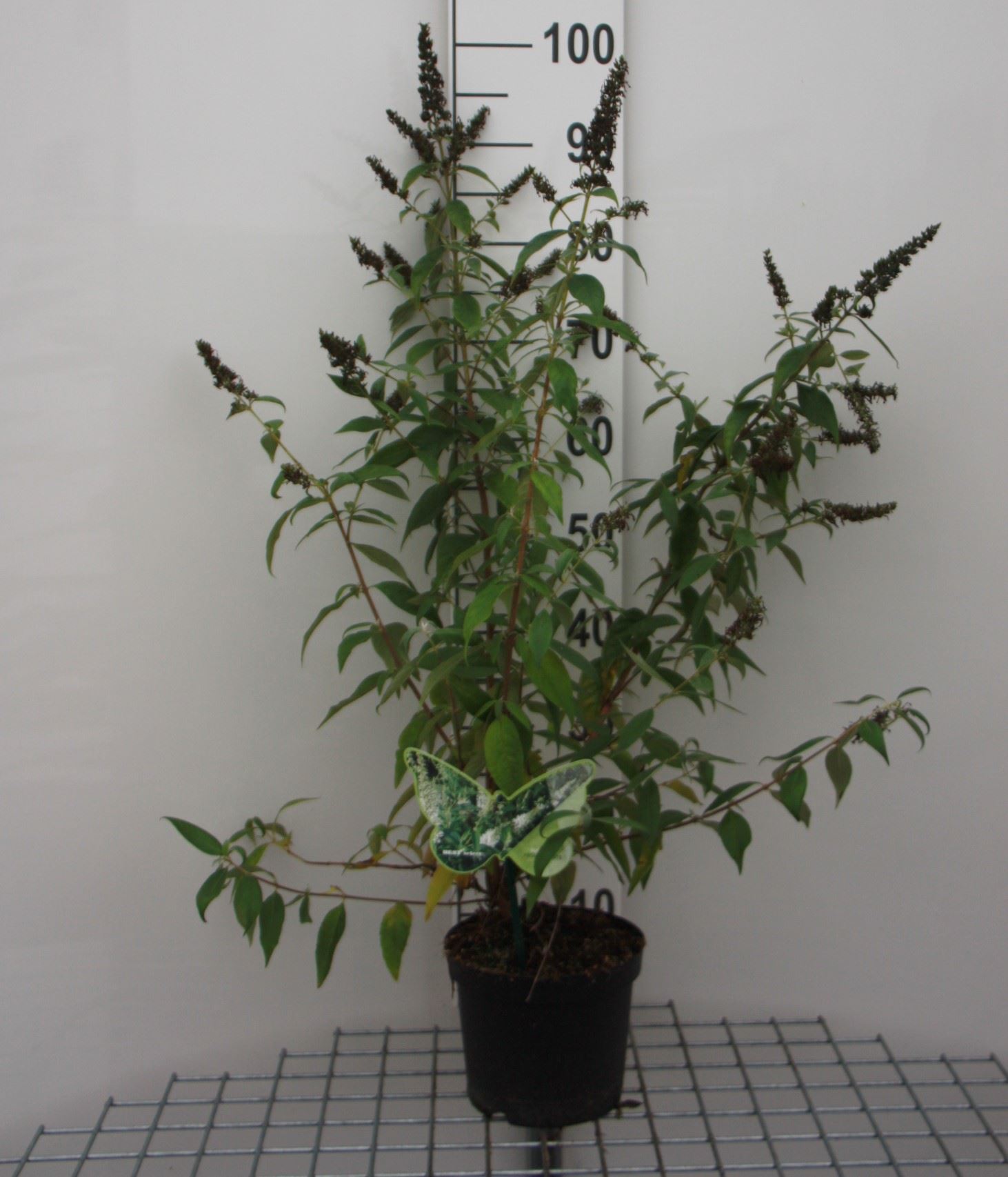 Buddleja 'ILVOARGUS1' - pot - 40-60 cm