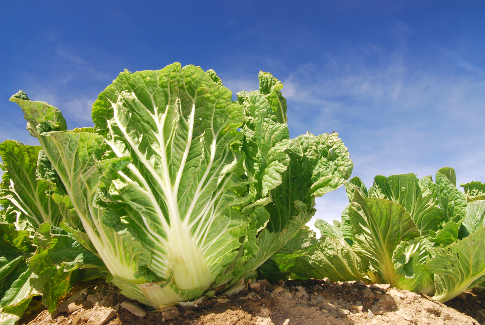 Plantenfiche-Brassica-pekinensis-rupr-var-osiris-Chinese-kool-