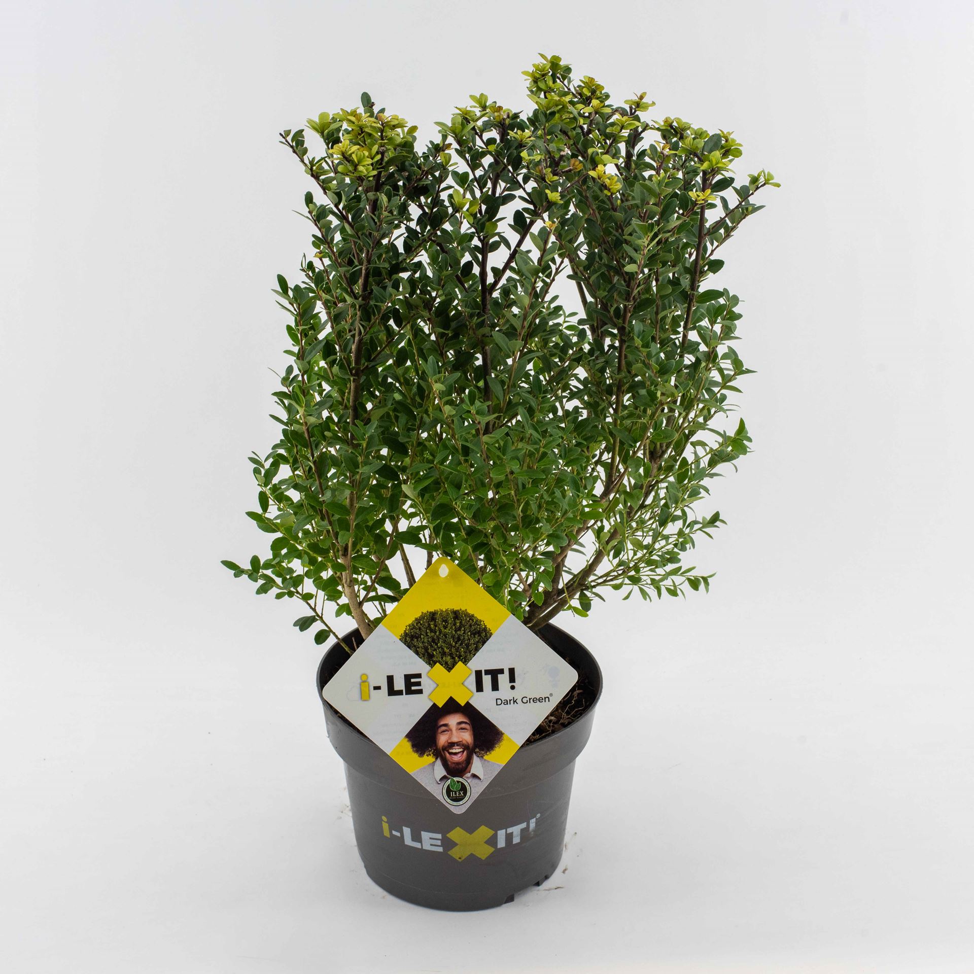 Ilex crenata 'Icoprins11' (Dark Green) - pot 3L - 30-40 cm - struik