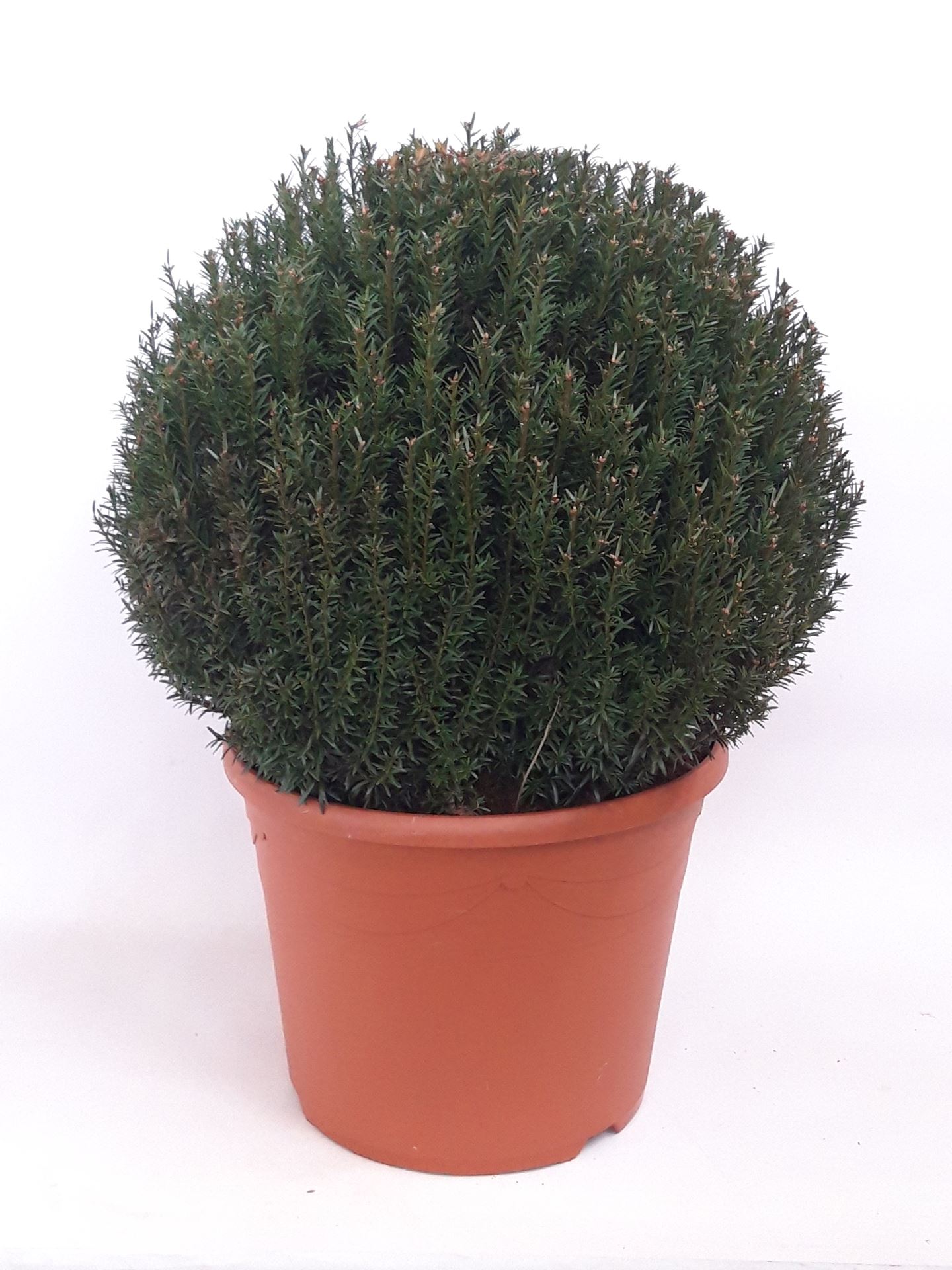 Taxus baccata - pot - bolvorm ø50+ cm