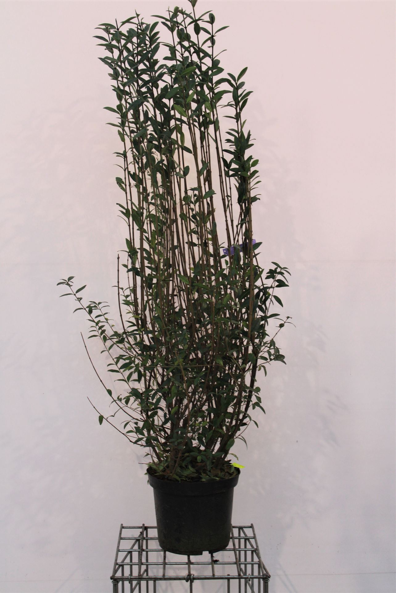 Ligustrum vulgare - pot 12L - 125-150 cm