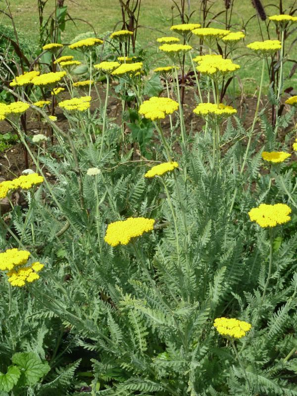 Plantenfiche-Achillea-Moonshine-