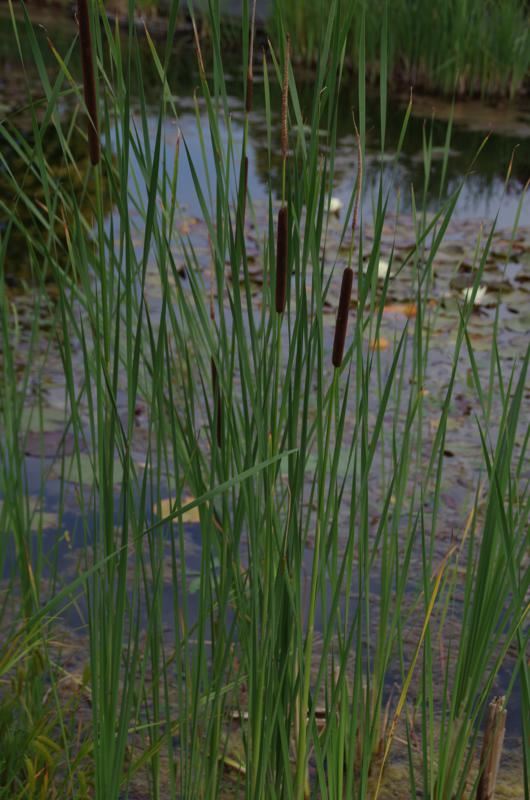 Plantenfiche-Typha-angustifolia