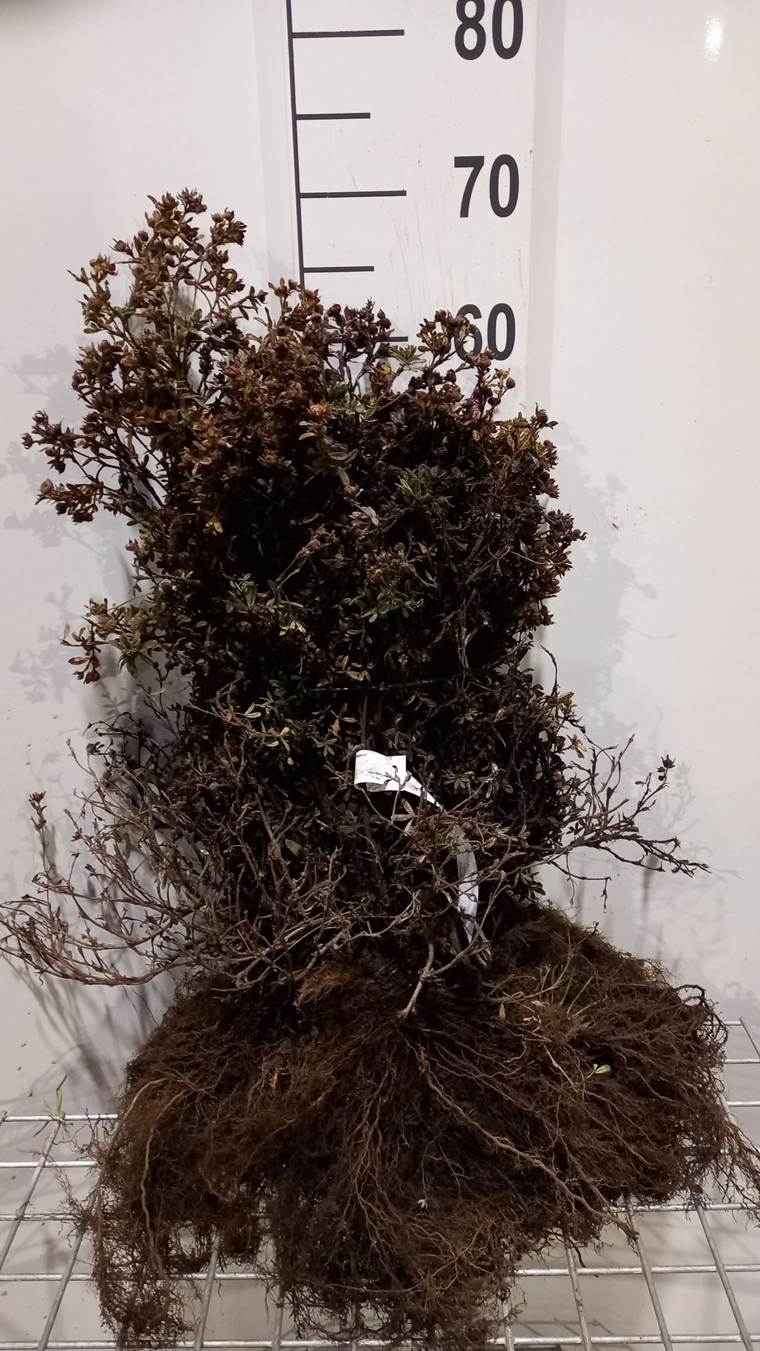 Potentilla fruticosa 'Klondike' - blote wortel - 25-30 cm - 3-5 takken