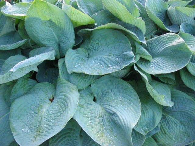 Plantenfiche-Hosta-Elegans-