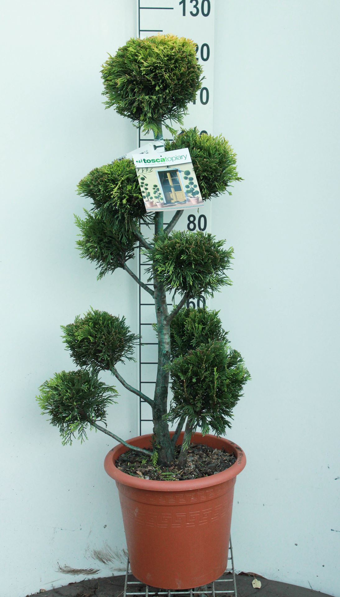 x Cupressocyparis leylandii 'Gold Rider' - pot 14L - pompon