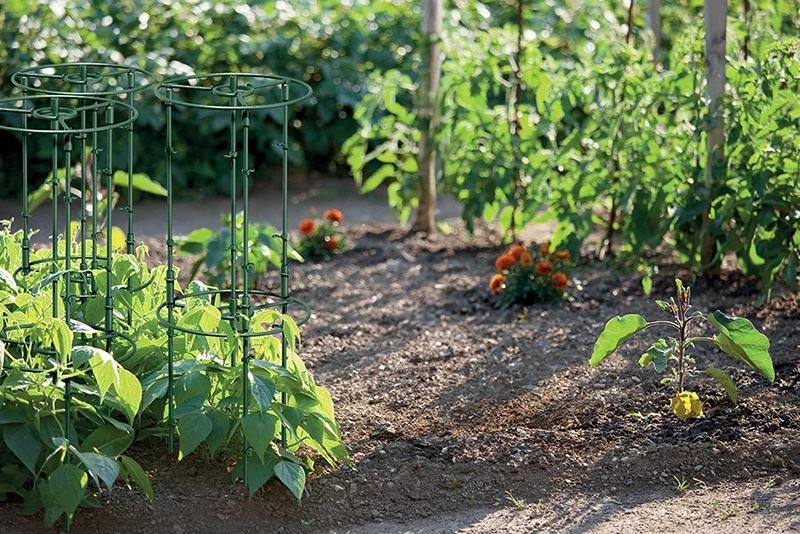 Plant-support-IFLS5-Floo-Supports-forest-green