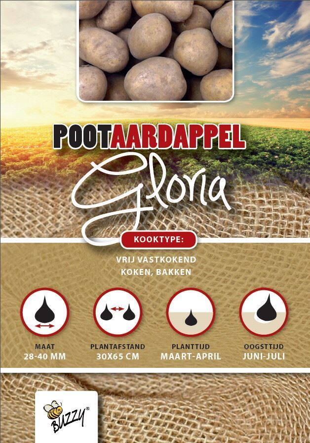 Pootaardappel-Gloria-zakje-1kg