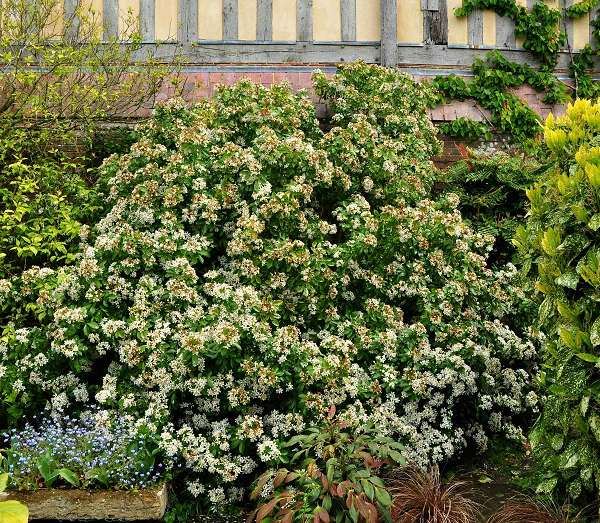 Choisya ternata - pot 5L - 40-50 cm