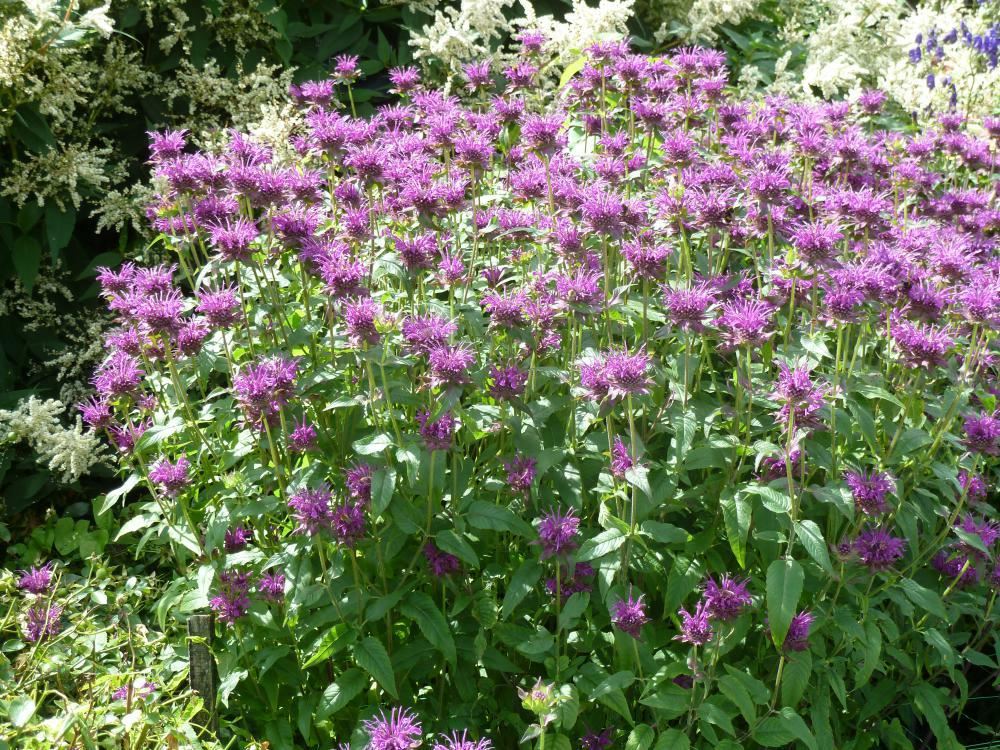 Plantenfiche-Monarda-Scorpion-