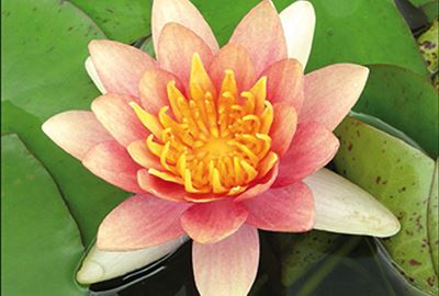 Nymphaea 'Aurora' - pot 11x11 cm