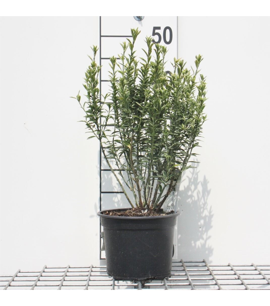 Euonymus japonicus 'Microphyllus Albovariegatus' - pot - 20-30 cm