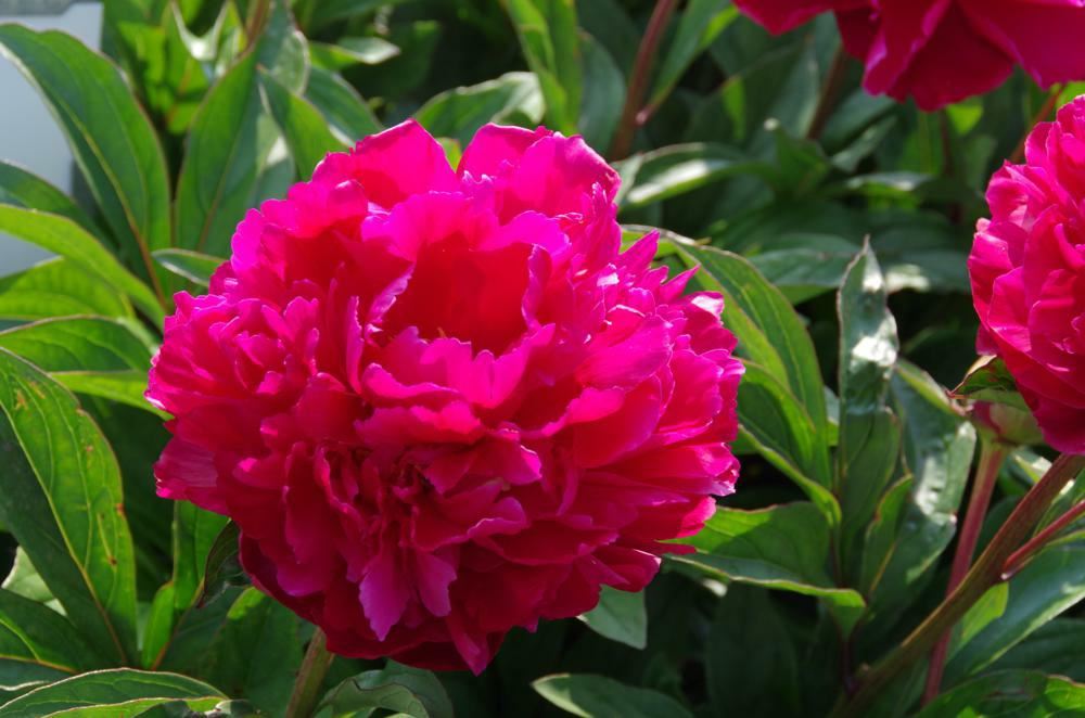 Plantenfiche-Paeonia-Louis-Van-Houtte-