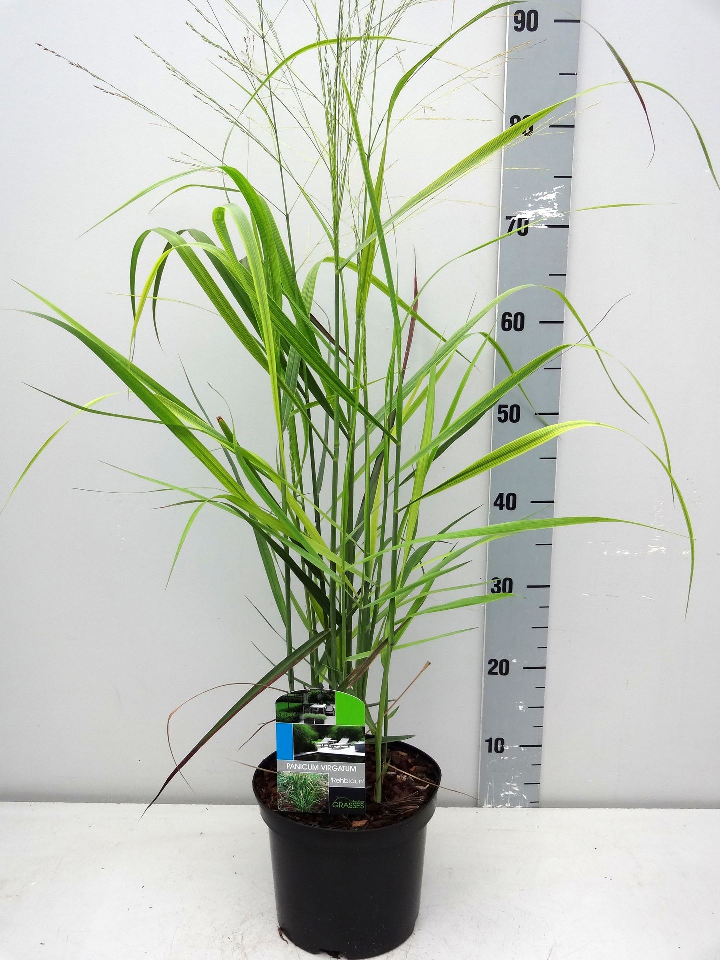 Panicum virgatum 'Rehbraun' - pot 3L