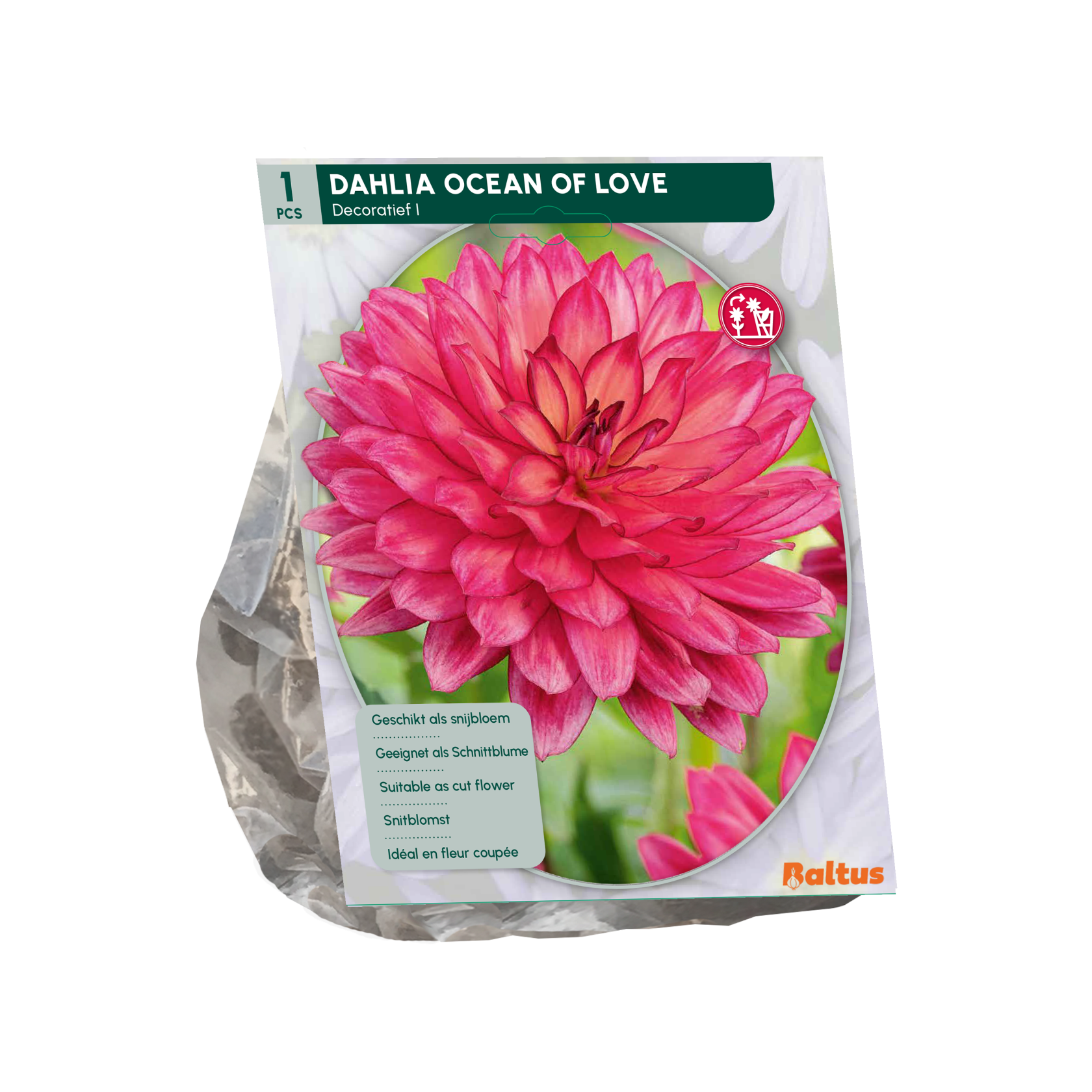 Baltus dahlia 'Ocean of Love' - Najaarsbloeiers - 1 bol (roze-paars)