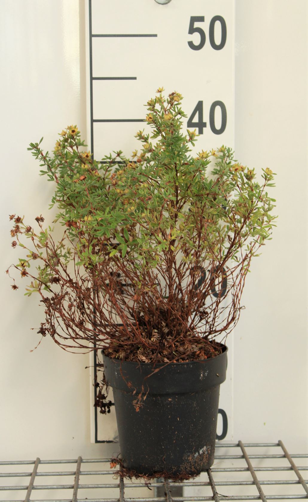 Potentilla fruticosa 'Kobold' - pot 1,3L - 20-25 cm