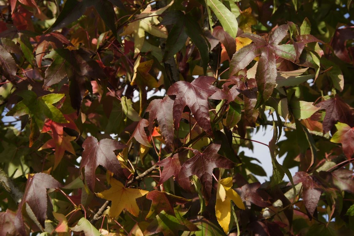 Liquidambar styraciflua - aardekluit - 175-200 cm