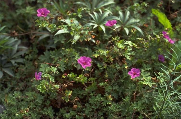 Plantenfiche-Geranium-Dilys-