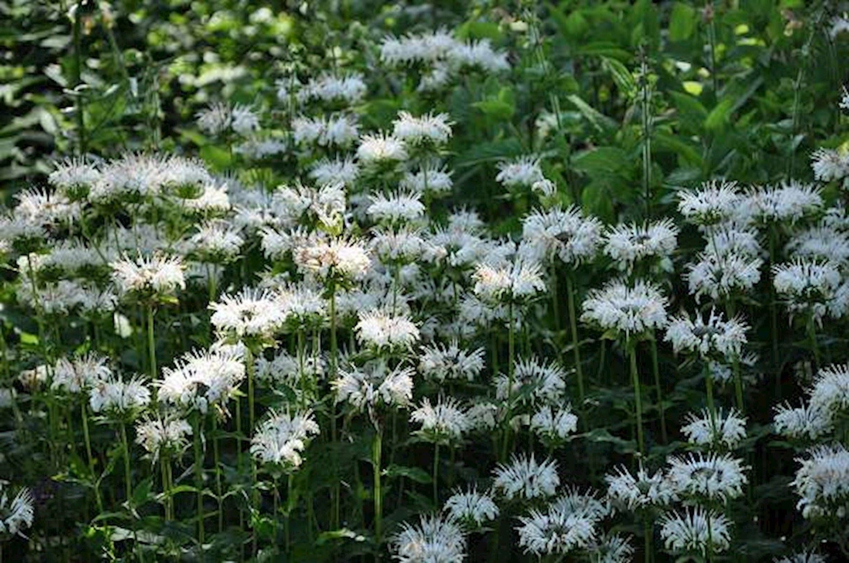 Plantenfiche-Monarda-Schneewittchen-