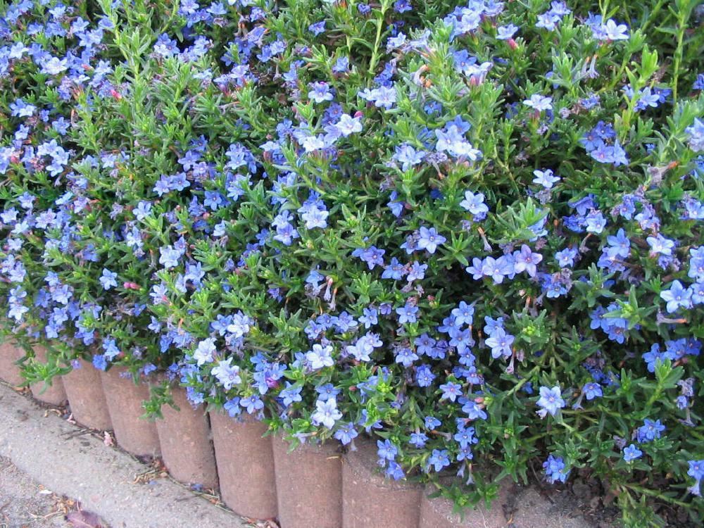 Plantenfiche-Lithodora-diffusa-Heavenly-Blue-