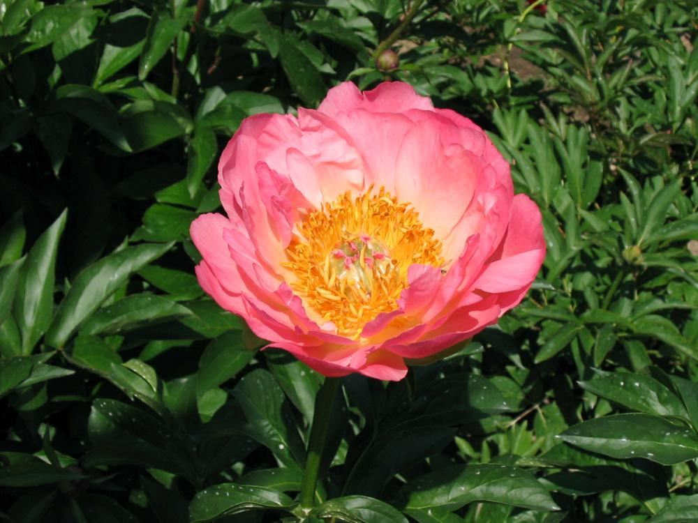 Plantenfiche-Paeonia-Coral-Sunset-