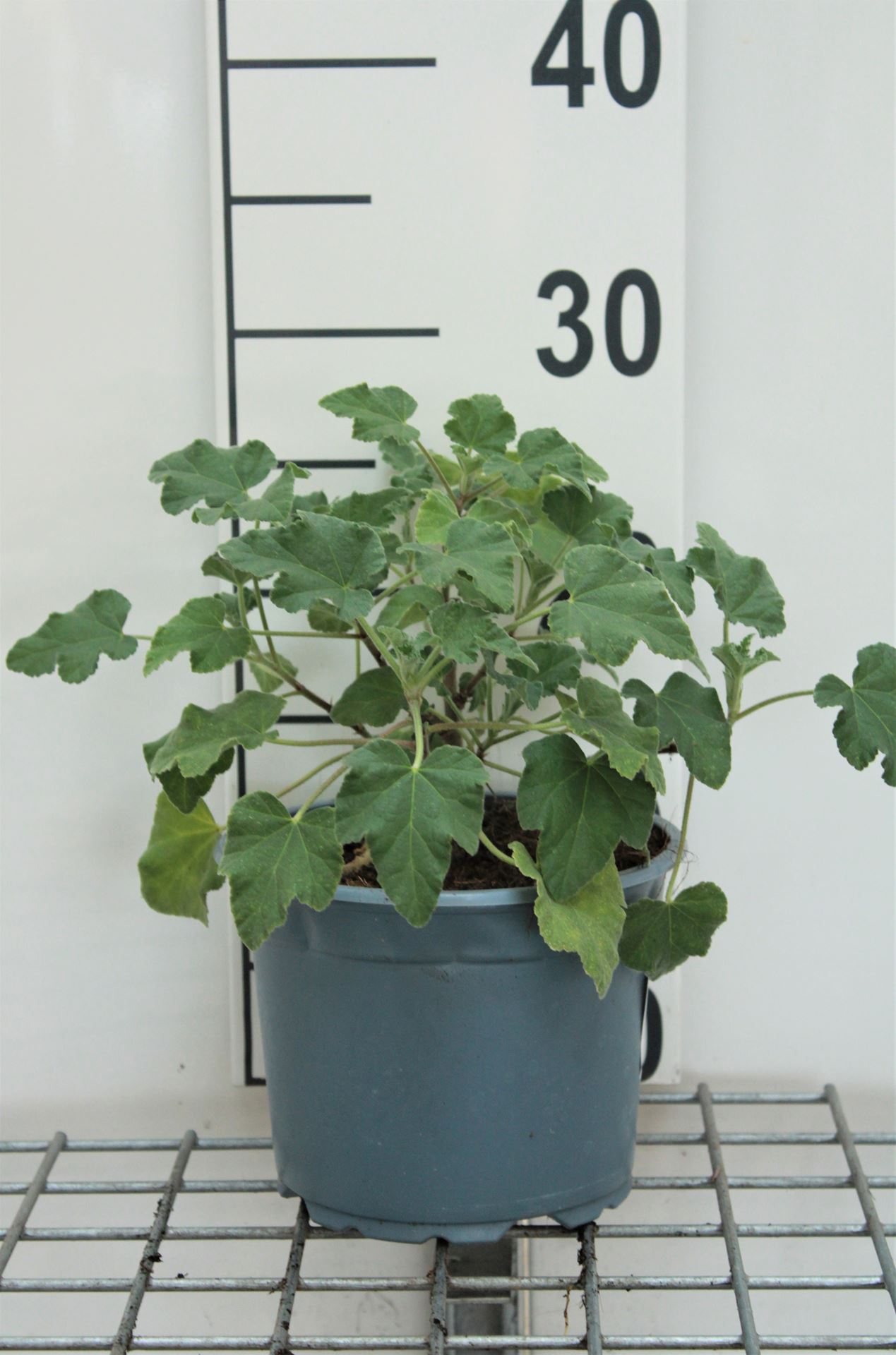 Lavatera 'Bredon Springs' - pot - 25-30 cm