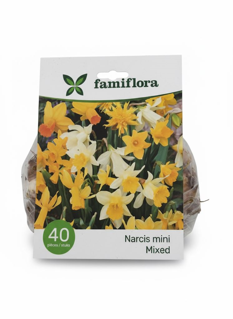 Famiflora Narcissus Mini Mix - 40 bulbes - Bulbes à floraison printanière