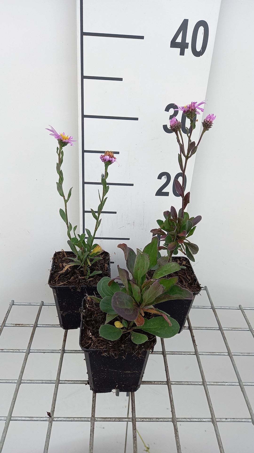 Aster amellus 'Rosa Erfüllung' - pot 9x9 cm