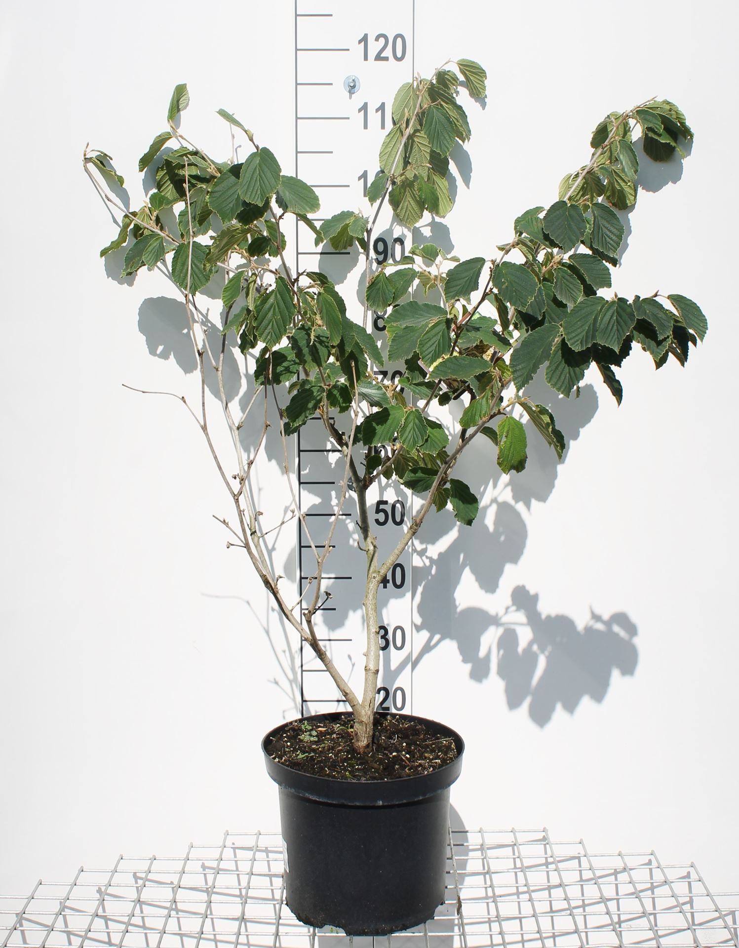 Hamamelis x intermedia 'Pallida' - pot 12L - 80-100 cm