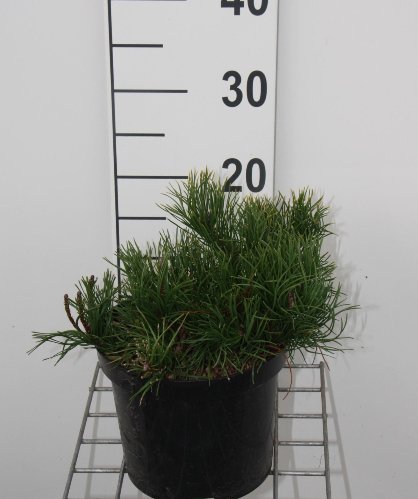 Pinus mugo var. pumilio - pot - 20-30 cm