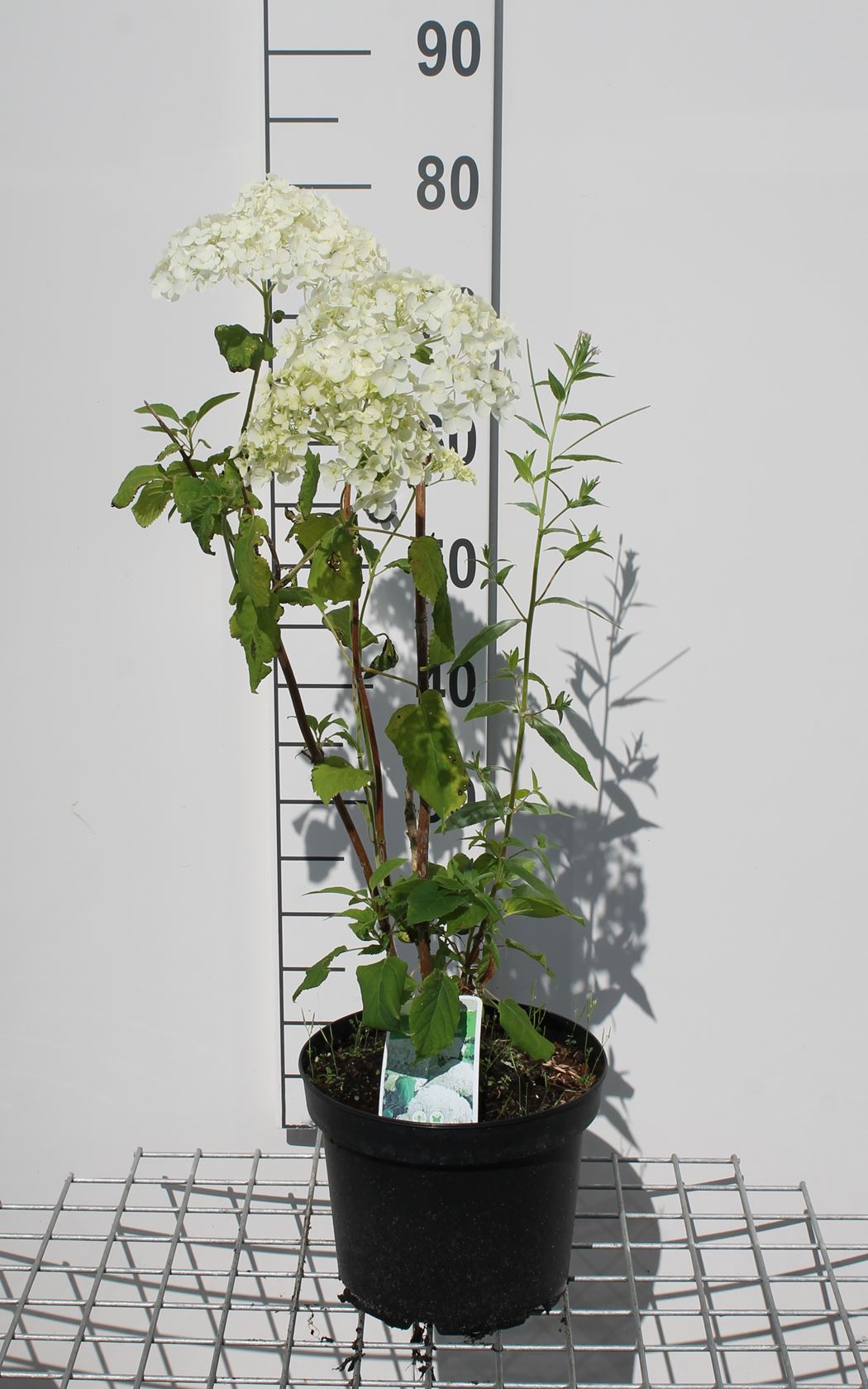 Hydrangea arborescens 'Annabelle' - pot 5L - 50-60 cm