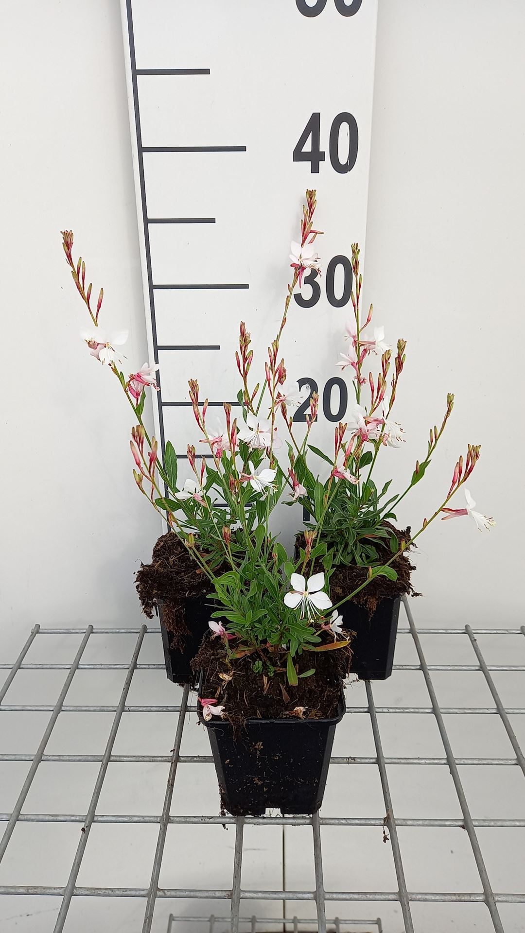 Gaura lindheimeri 'Snowstorm' - pot 9x9 cm