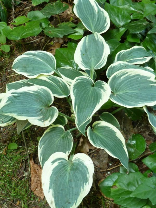 Plantenfiche-Hosta-El-Ni-o-