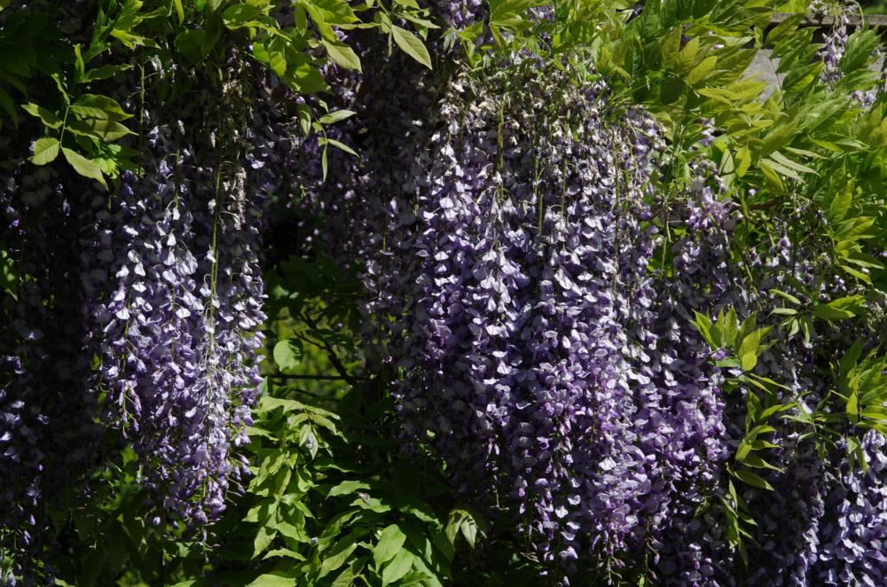 Plantenfiche-Wisteria-floribunda-Kyushaku-