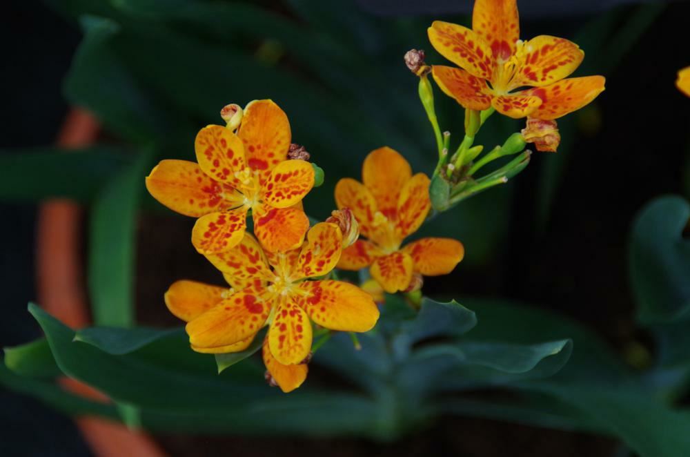 Plantenfiche-Belamcanda-chinensis