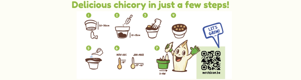 step-by-step plan for growing chicory