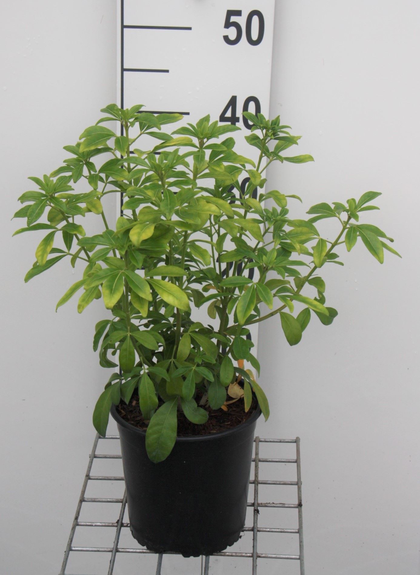 Choisya ternata - pot - 25-30 cm
