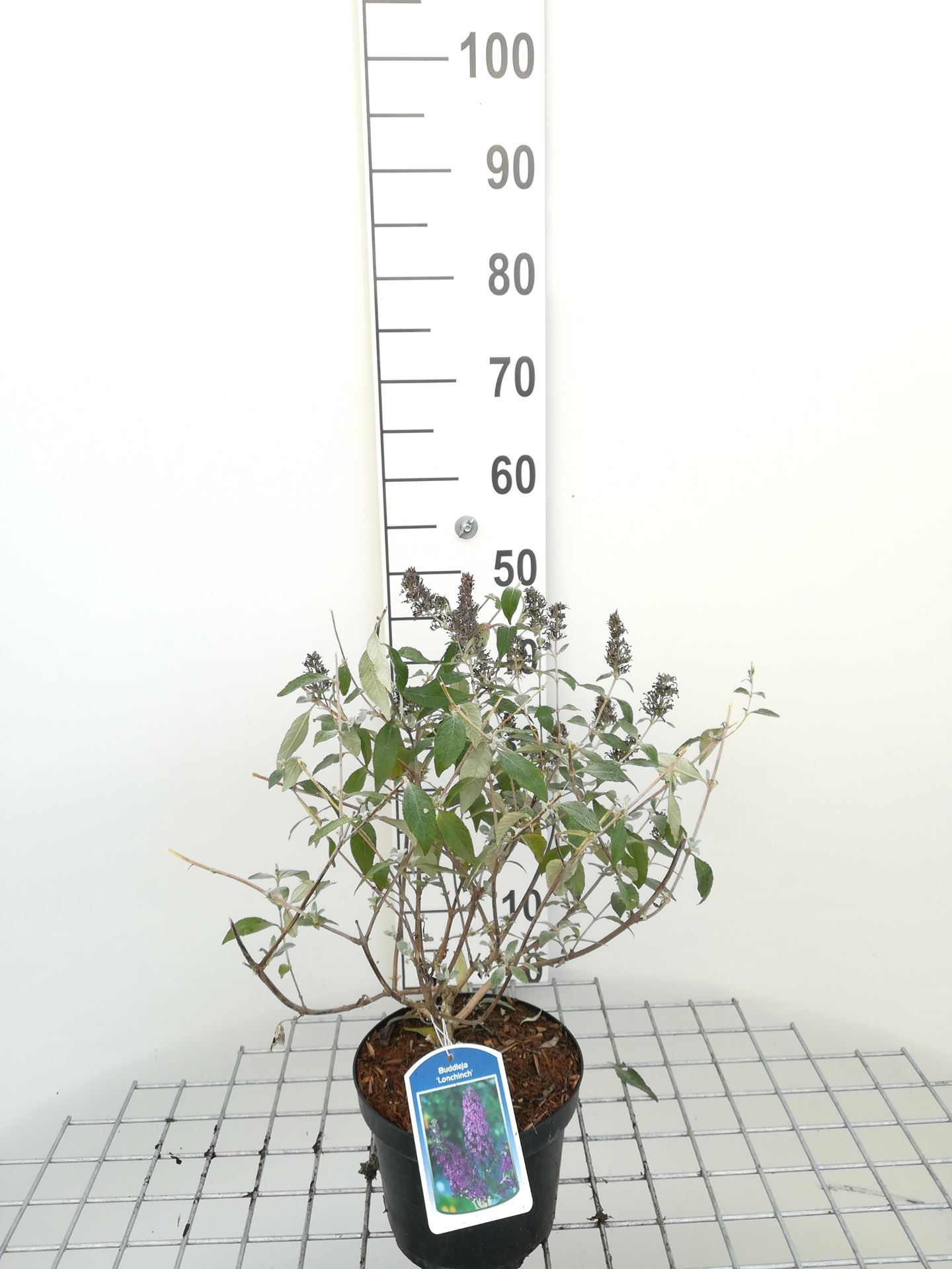 Buddleja 'Lochinch' - pot - 40-60 cm