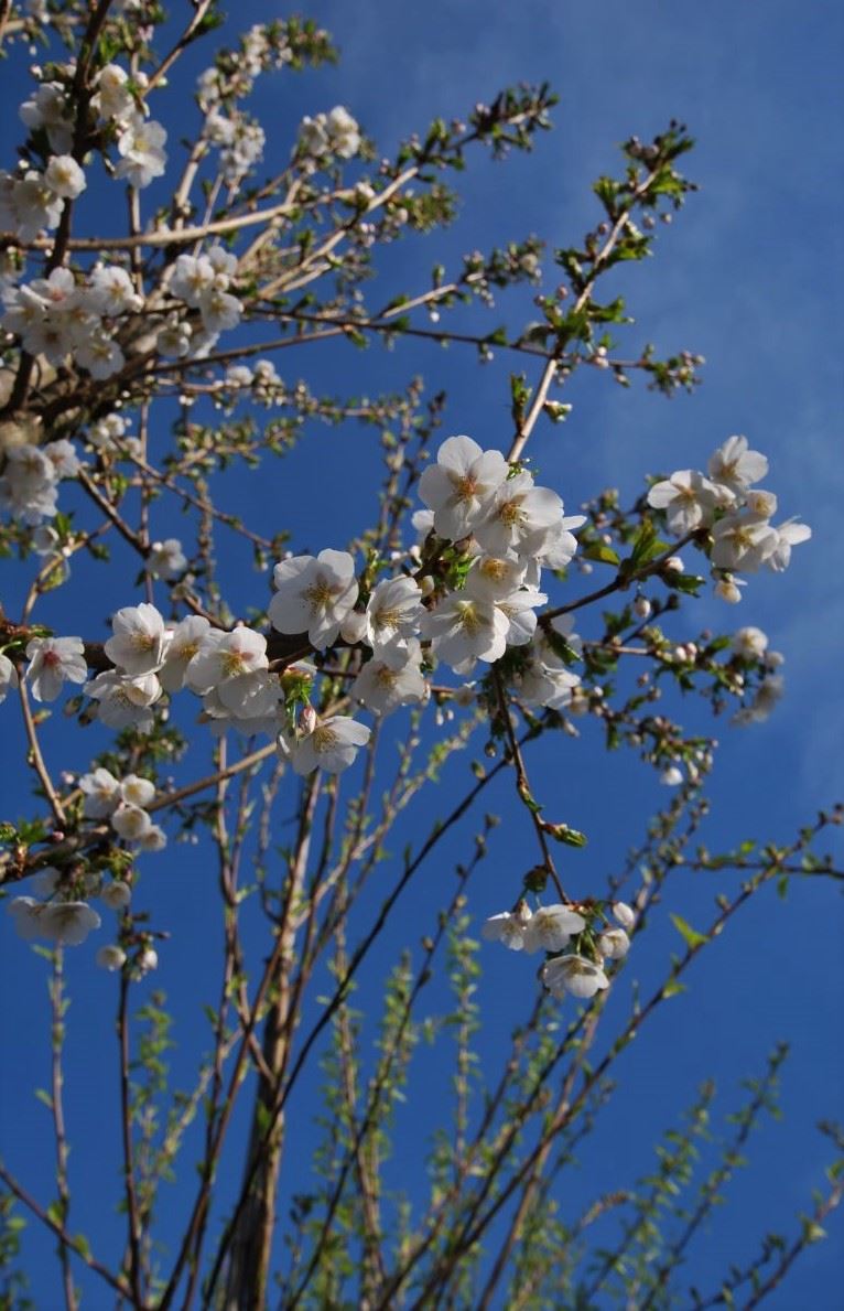 Prunus 'Umineko' - pot 35L - 175-200 cm - meerstammig