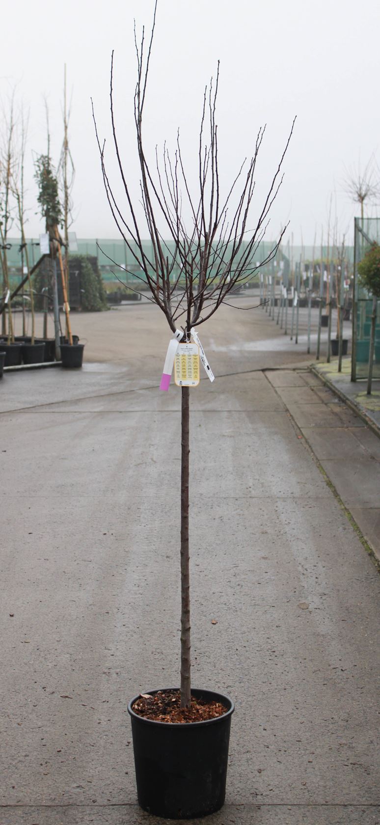 Prunus cerasifera 'Nigra' - pot 18L - halfstam boom