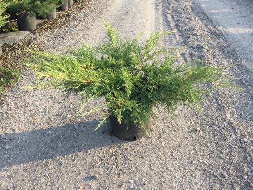Juniperus x pfitzeriana 'Pfitzeriana Aurea' - pot 10L - 50-60 cm