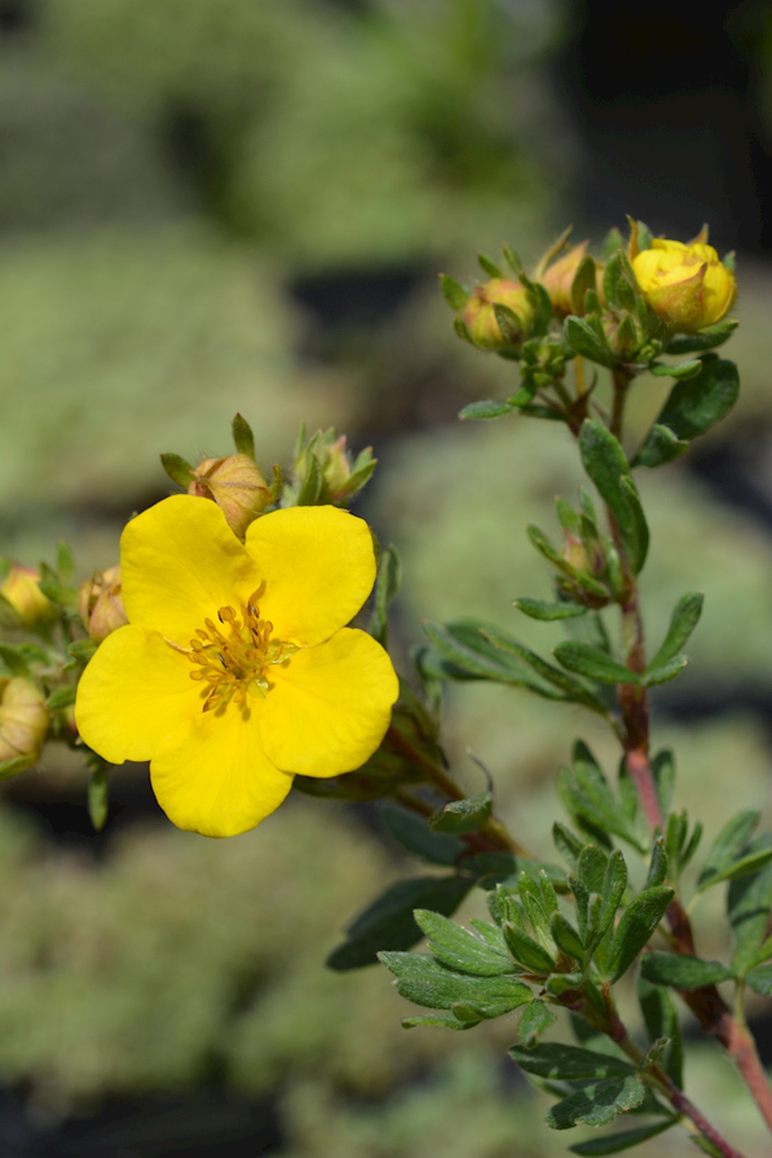 Plantenfiche-Potentilla-aurea