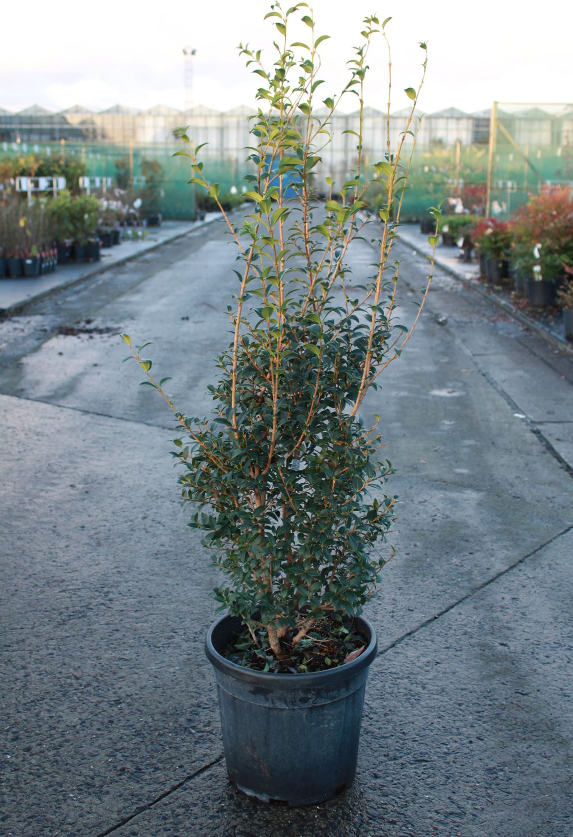 Osmanthus x burkwoodii - pot 20L - 100-120 cm