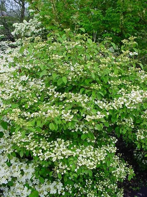 Plantenfiche-Viburnum-plicatum-Watanabe-