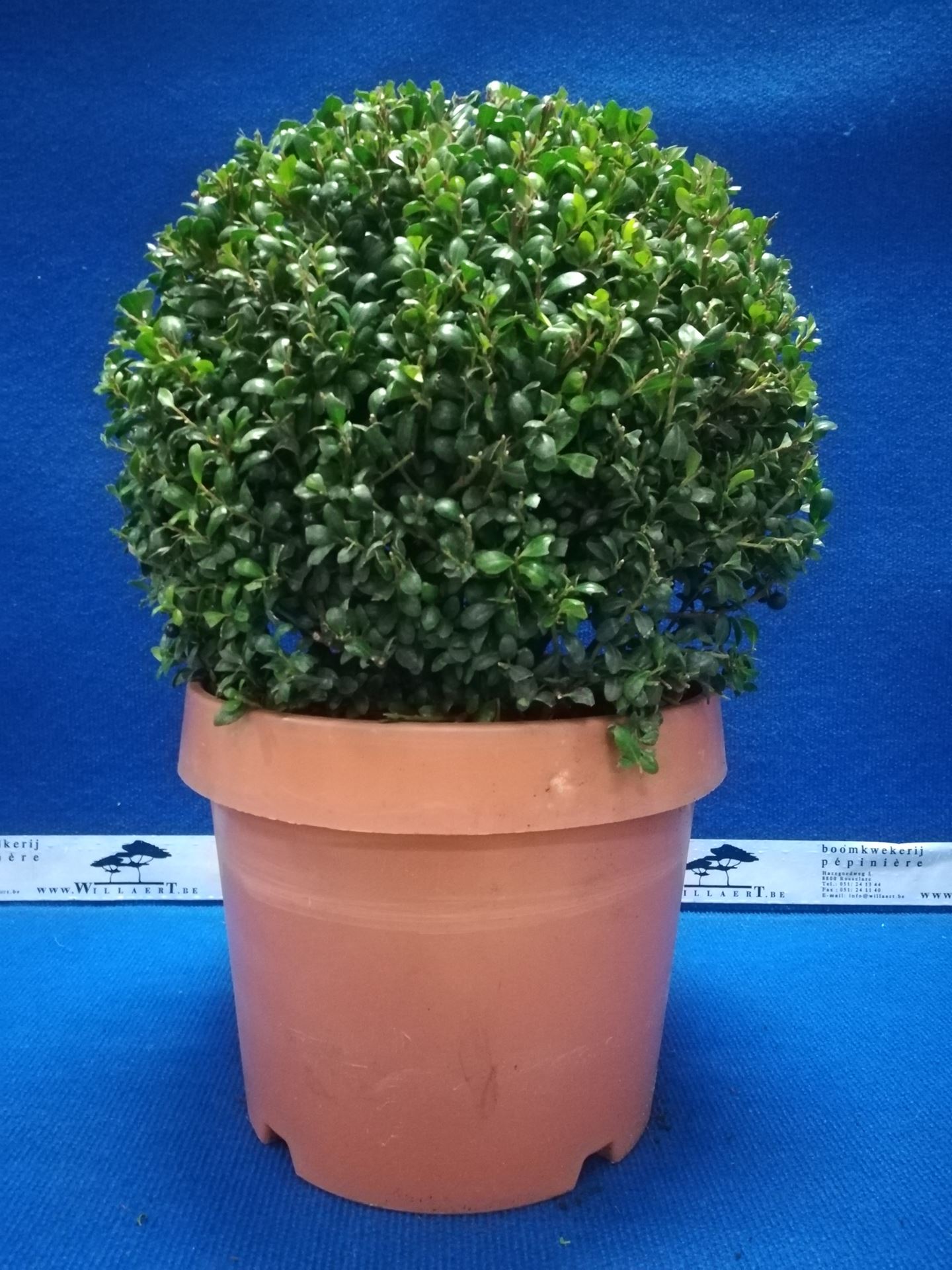 Ilex crenata 'Convexa' - pot - spherical shape - ø40+ cm