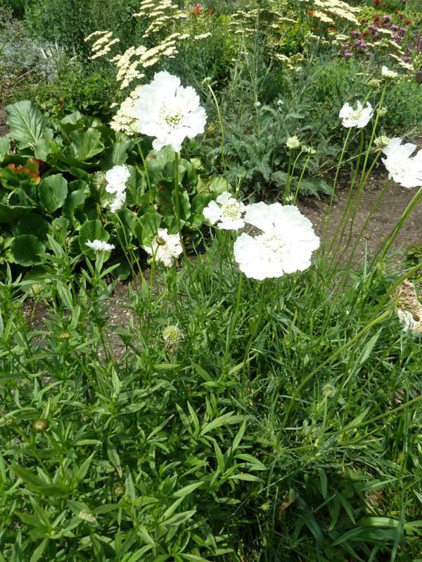 Plantenfiche-Scabiosa-caucasica-Miss-Willmott-