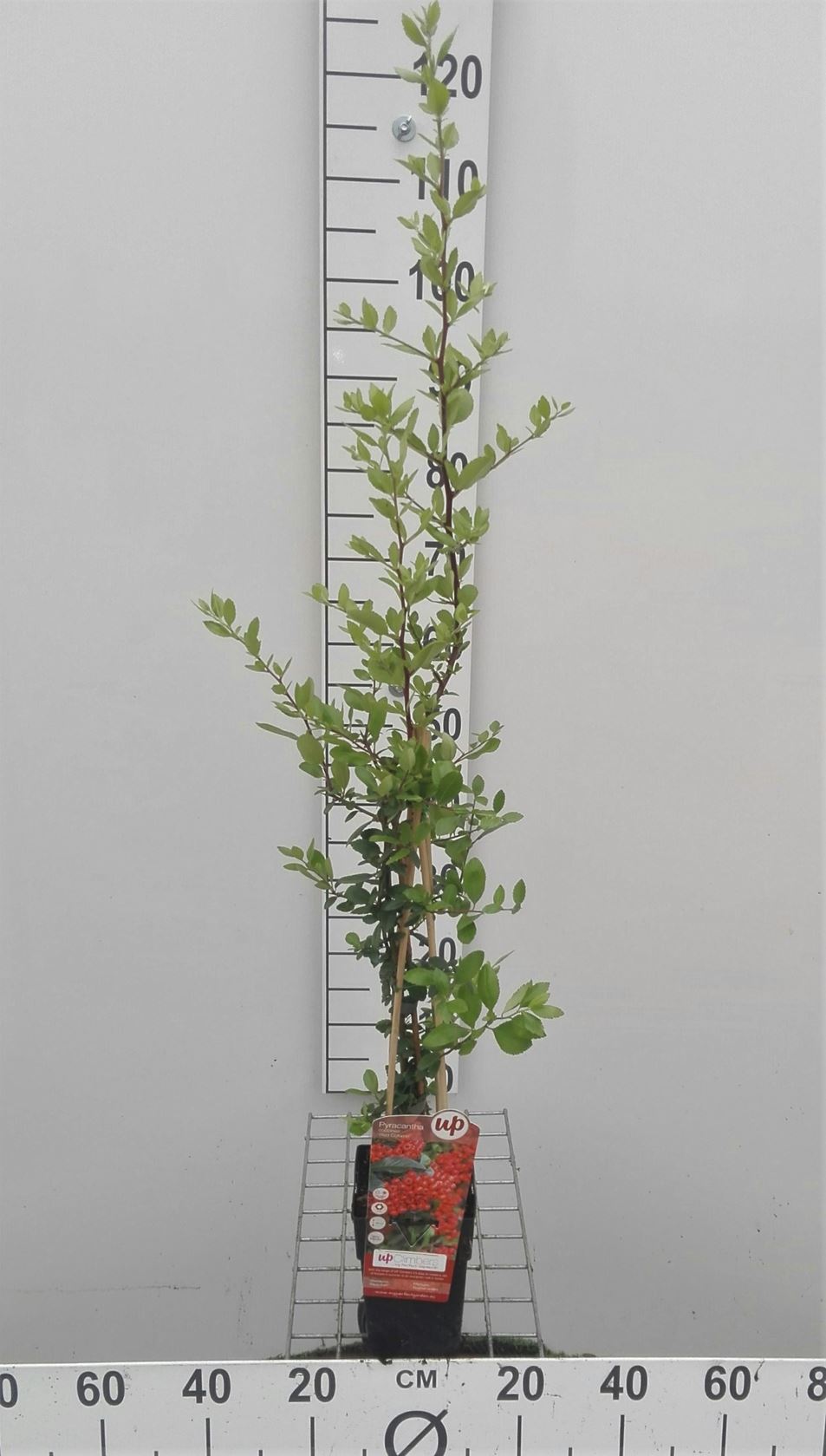 Pyracantha coccinea 'Red Column' - pot - 50-60 cm