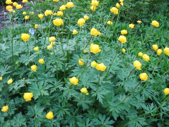 Plantenfiche-Trollius-europaeus